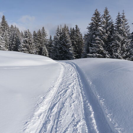 Tilla im Winterschlaf.