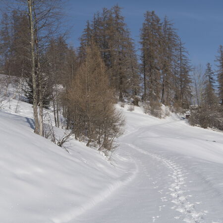 Tilla im Winterschlaf.