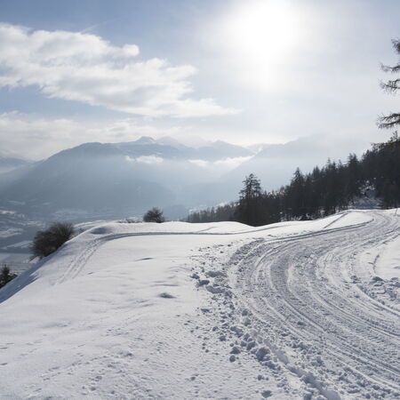 Tilla im Winterschlaf.